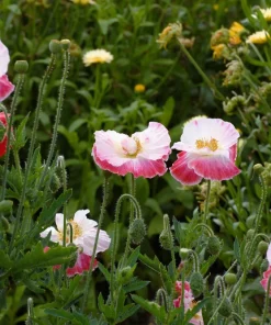 2000 Mixed Color Shirley Poppy Flower Seeds - Papaver Rhoeas - Image 12