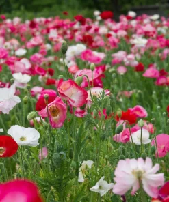 2000 Mixed Color Shirley Poppy Flower Seeds - Papaver Rhoeas - Image 2