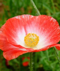 2000 Mixed Color Shirley Poppy Flower Seeds - Papaver Rhoeas - Image 3