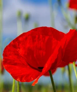 2000 Mixed Color Shirley Poppy Flower Seeds - Papaver Rhoeas - Image 4