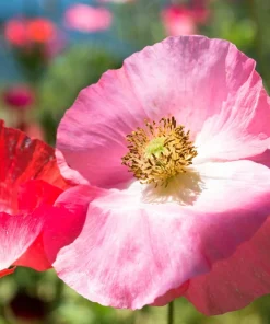 2000 Mixed Color Shirley Poppy Flower Seeds - Papaver Rhoeas - Image 5