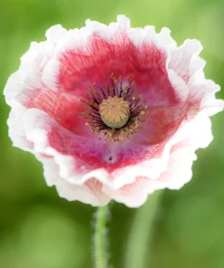 2000 Mixed Color Shirley Poppy Flower Seeds - Papaver Rhoeas - Image 6