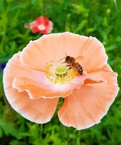 2000 Mixed Color Shirley Poppy Flower Seeds - Papaver Rhoeas - Image 7