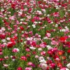 2000 Mixed Color Shirley Poppy Flower Seeds - Papaver Rhoeas - Image 1