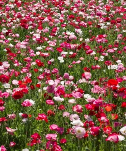 2000 Mixed Color Shirley Poppy Flower Seeds - Papaver Rhoeas - Image 1