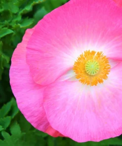 2000 Mixed Color Shirley Poppy Flower Seeds - Papaver Rhoeas - Image 8