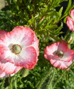 2000 Mixed Color Shirley Poppy Flower Seeds - Papaver Rhoeas - Image 9
