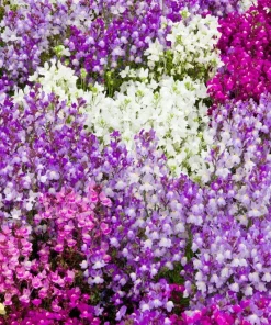 2000 Northern Lights Mix Snapdragon Seeds - Linaria Maroccana - Image 2