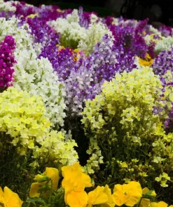 2000 Northern Lights Mix Snapdragon Seeds - Linaria Maroccana - Image 3