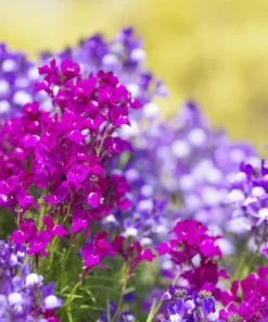 2000 Northern Lights Mix Snapdragon Seeds - Linaria Maroccana - Image 4