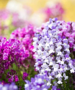 2000 Northern Lights Mix Snapdragon Seeds - Linaria Maroccana - Image 5