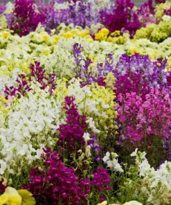 2000 Northern Lights Mix Snapdragon Seeds - Linaria Maroccana - Image 6