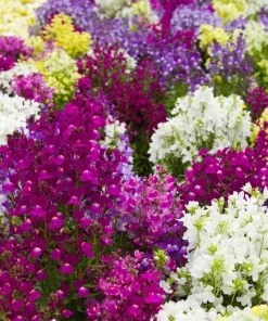 2000 Northern Lights Mix Snapdragon Seeds - Linaria Maroccana - Image 7