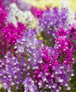 2000 Northern Lights Mix Snapdragon Seeds - Linaria Maroccana - Image 8
