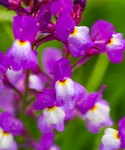 2000 Northern Lights Mix Snapdragon Seeds - Linaria Maroccana - Image 9