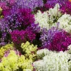 2000 Northern Lights Mix Snapdragon Seeds - Linaria Maroccana - Image 1
