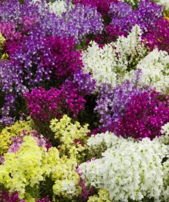 2000 Northern Lights Mix Snapdragon Seeds - Linaria Maroccana - Image 1
