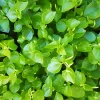 2000+ Peperomia Pellucida Seeds - Rau Cang Cua Pepper Elder Tropical Herb - Image 1