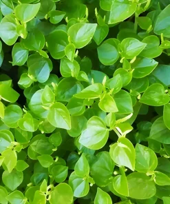 2000+ Peperomia Pellucida Seeds - Rau Cang Cua Pepper Elder Tropical Herb - Image 1