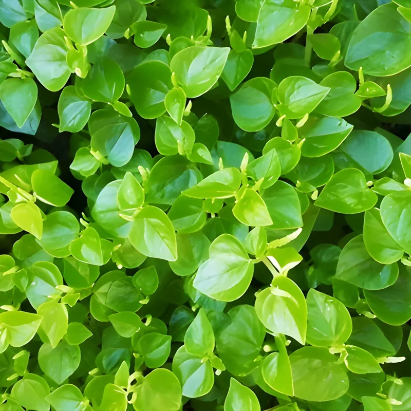 2000+ Peperomia Pellucida Seeds - Rau Cang Cua Pepper Elder Tropical Herb - Image 1