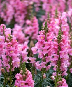 2000 Pink Snapdragon Flower Seeds - Antirrhinum Majus - Image 2