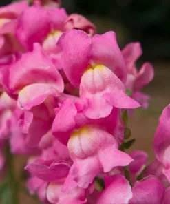 2000 Pink Snapdragon Flower Seeds - Antirrhinum Majus - Image 3