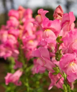 2000 Pink Snapdragon Flower Seeds - Antirrhinum Majus - Image 4