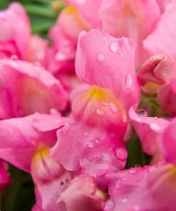 2000 Pink Snapdragon Flower Seeds - Antirrhinum Majus - Image 5
