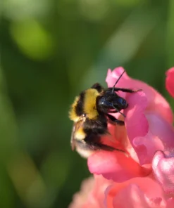 2000 Pink Snapdragon Flower Seeds - Antirrhinum Majus - Image 6