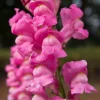 2000 Pink Snapdragon Flower Seeds - Antirrhinum Majus - Image 1