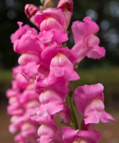 2000 Pink Snapdragon Flower Seeds - Antirrhinum Majus - Image 1