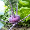 2000 Purple Vienna Kohlrabi Vegetable Seeds - Brassica Oleracea - Image 1
