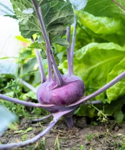 2000 Purple Vienna Kohlrabi Vegetable Seeds - Brassica Oleracea - Image 1
