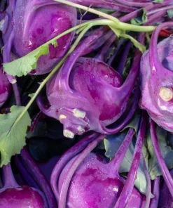 2000 Purple Vienna Kohlrabi Vegetable Seeds - Brassica Oleracea - Image 12