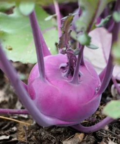 2000 Purple Vienna Kohlrabi Vegetable Seeds - Brassica Oleracea - Image 2