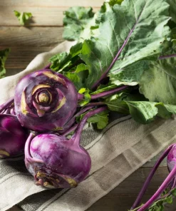 2000 Purple Vienna Kohlrabi Vegetable Seeds - Brassica Oleracea - Image 3
