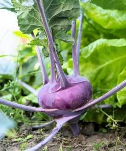 2000 Purple Vienna Kohlrabi Vegetable Seeds - Brassica Oleracea - Image 6