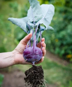 2000 Purple Vienna Kohlrabi Vegetable Seeds - Brassica Oleracea - Image 7