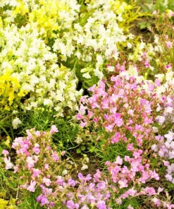 2000 Snapdragon Toadflax Linaria Maroccana Flower Seeds - Easy Grow - Image 2