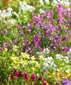 2000 Snapdragon Toadflax Linaria Maroccana Flower Seeds - Easy Grow - Image 3
