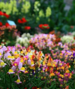 2000 Snapdragon Toadflax Linaria Maroccana Flower Seeds - Easy Grow - Image 4