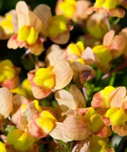 2000 Snapdragon Toadflax Linaria Maroccana Flower Seeds - Easy Grow - Image 5