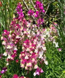 2000 Snapdragon Toadflax Linaria Maroccana Flower Seeds - Easy Grow - Image 6