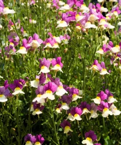 2000 Snapdragon Toadflax Linaria Maroccana Flower Seeds - Easy Grow - Image 7
