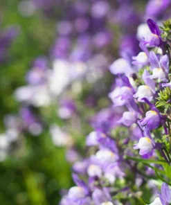 2000 Snapdragon Toadflax Linaria Maroccana Flower Seeds - Easy Grow - Image 8