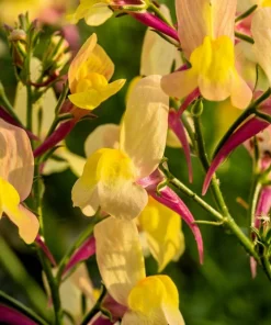 2000 Snapdragon Toadflax Linaria Maroccana Flower Seeds - Easy Grow - Image 9