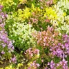 2000 Snapdragon Toadflax Linaria Maroccana Flower Seeds - Easy Grow - Image 1