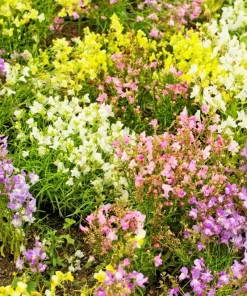 2000 Snapdragon Toadflax Linaria Maroccana Flower Seeds - Easy Grow - Image 1