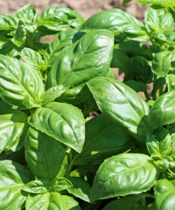 2000 Sweet Genovese Basil Seeds - Ocimum Basilicum Herb Flower Seeds - Image 2