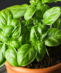 2000 Sweet Genovese Basil Seeds - Ocimum Basilicum Herb Flower Seeds - Image 3